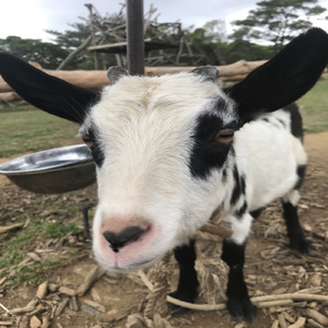 おばぁ～のカメーカメー攻撃