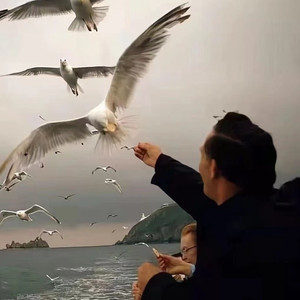 夜的钢琴曲八 (BGM版)