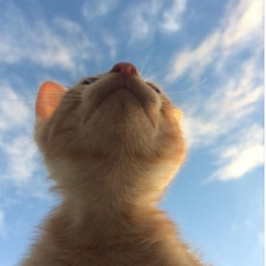 hi, good night