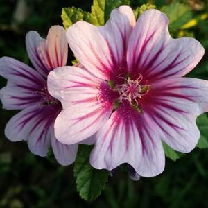 来生再牵你的手 (烟嗓版)