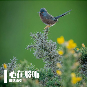 心在聆听
