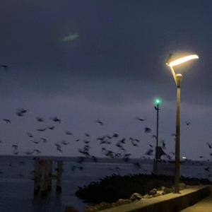 嬴者（cover雪二）