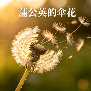 蒲公英的伞花