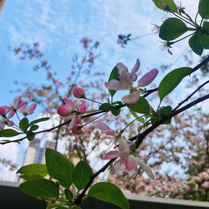 野花做了一场梦