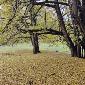 伯劳和他的十二象限之力