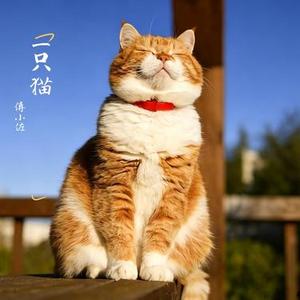 一只猫