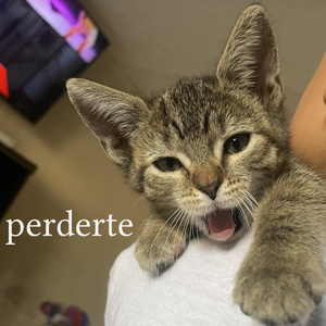 Perderte