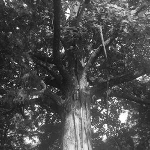 And Yet, Another Ladder