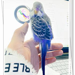 南方(Cover达达乐队）