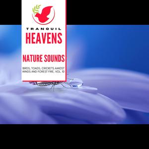 Eos Coniferous Forest Dawn