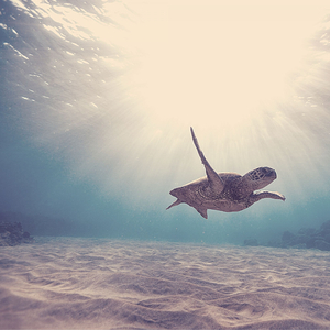 Terrific Backdrops for Parties