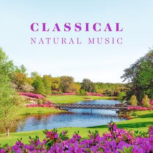 巴哈: G 弦之歌 (浪潮版)