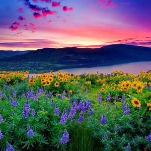 Nhạc Bản Quyền Hẻm Radio