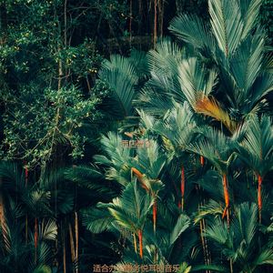 适合办公事务悦耳的音乐