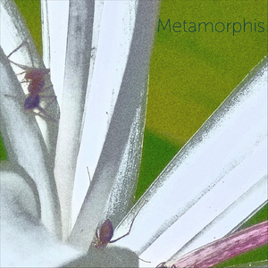 Metamorphis