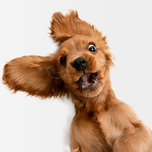 Windchimes (Funny Dogs)