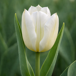 Весна пришла