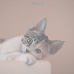 诗意的可爱猫咪节奏