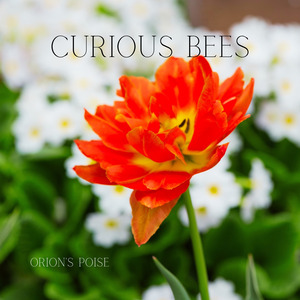 Curious Bees