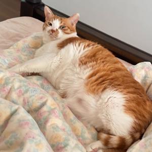 你（新版）cover