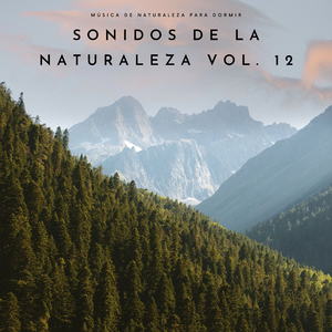 Amanecer En El Bosque