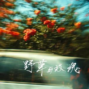 野草与玫瑰