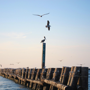 Mississippi River Wing Dam – Louisiana, USA