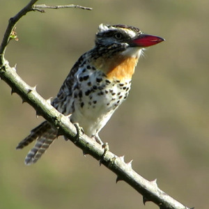 Incrível Canto Do Rapazinho-dos-velhos Na Caatiga (Nystalus maculatus)