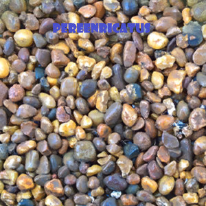 Dedicatoria para Skycraft