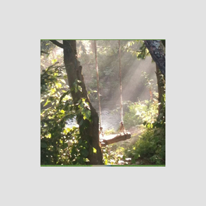 Sunlight in the Ferns