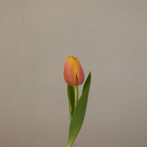 튤립은 다 피지 않았을 때 예쁜 꽃