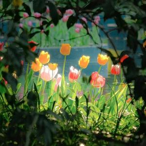 一生的爱（想要给你）