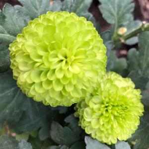 《刚刚好》词曲唱 赵鑫