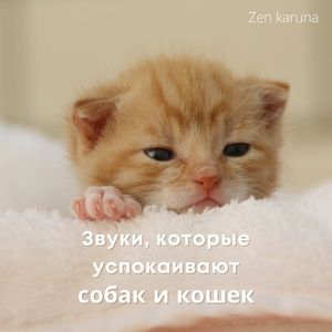 Музыка, которая помогает собакам и кошкам уснуть