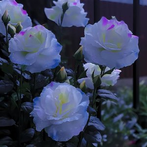 请允许我成为你的月亮