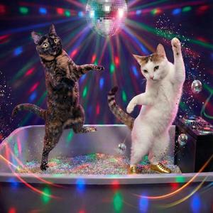 Litter Box Disco