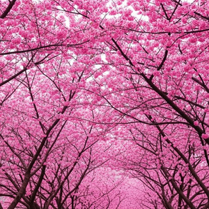 Spring Pop