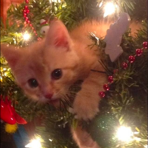 ♡ ₊⁺ 12.25◛⁺⑅