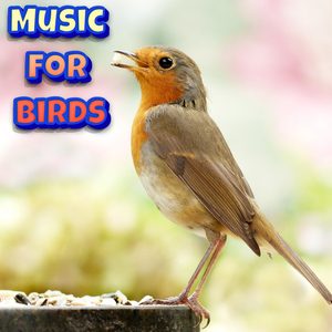 Calming Music for Birds