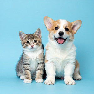 Ojos Tranquilos Se Cierran En Paz