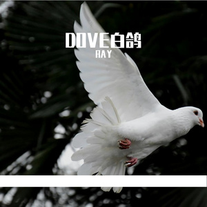 DOVE白鸽