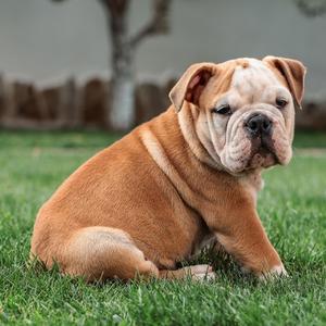 Gli inglesi sanno fare a botte