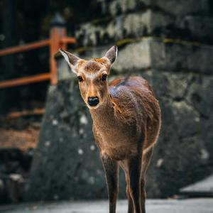 Christmas Cheer (Instrumental)