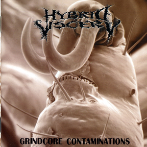 Hybrid Viscery Next On MTV