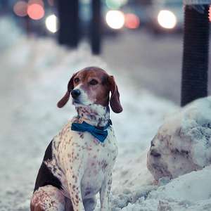 小怪物（翻自 元若蓝-绿袖子）