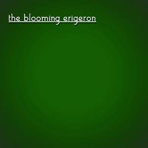 the blooming erigeron