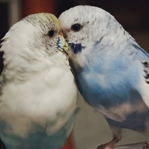 爱是碳基生命独有