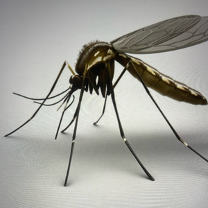 Civilised Mosquito