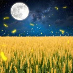麦田与萤火虫的夏夜