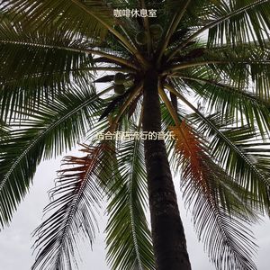 旅馆美丽的爵士